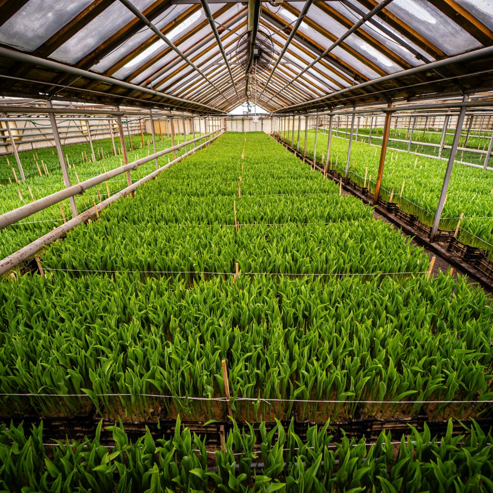 Agriculture & Horticulture Solutions