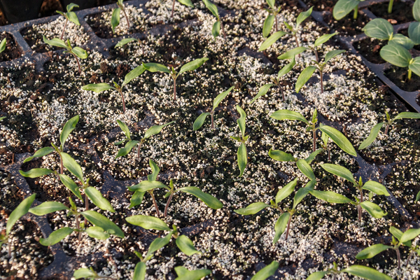 Expanded Vermiculite for Fertilizer