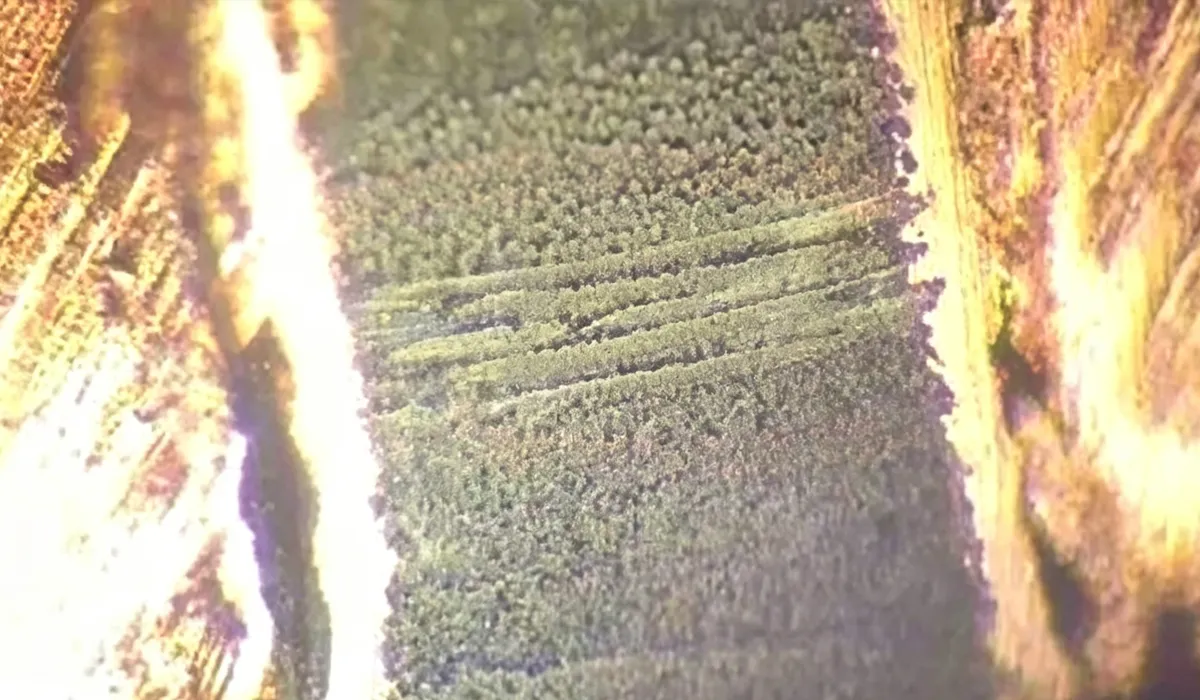 conductive anodic filament CAF growth in PCB cross section.webp