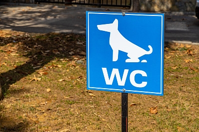 Five steps to teach dogs how to use pee pads for pets