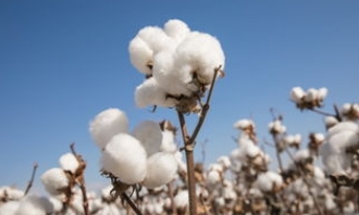 Operating income reached 2.28 billion yuan! Cotton Times released its 2024 first half financial report
