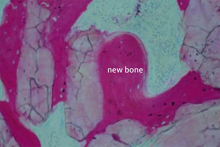 Bone meal (4)8i1