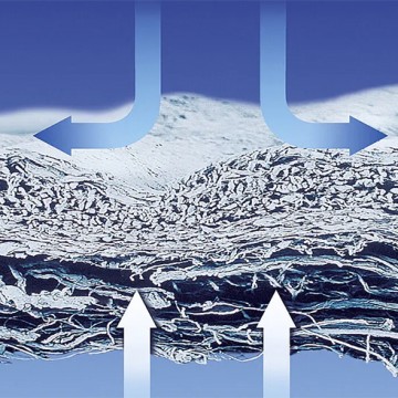 Understanding the Functions and Importance of the Periosteum