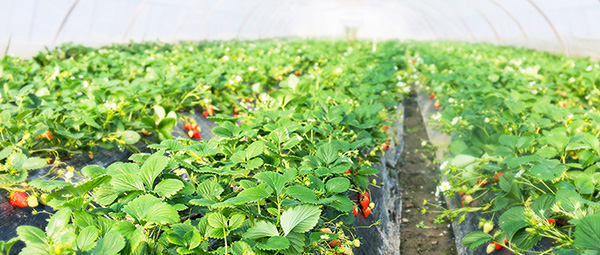 eSUN易生生物降解地膜連續(xù)2年在武漢市蔬菜種植項(xiàng)目中獲得較好表現(xiàn)！
