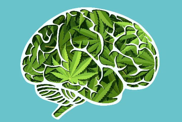 CBD Enhances Social Learning via Brain Acetylcholine Signaling (NCKU Study)