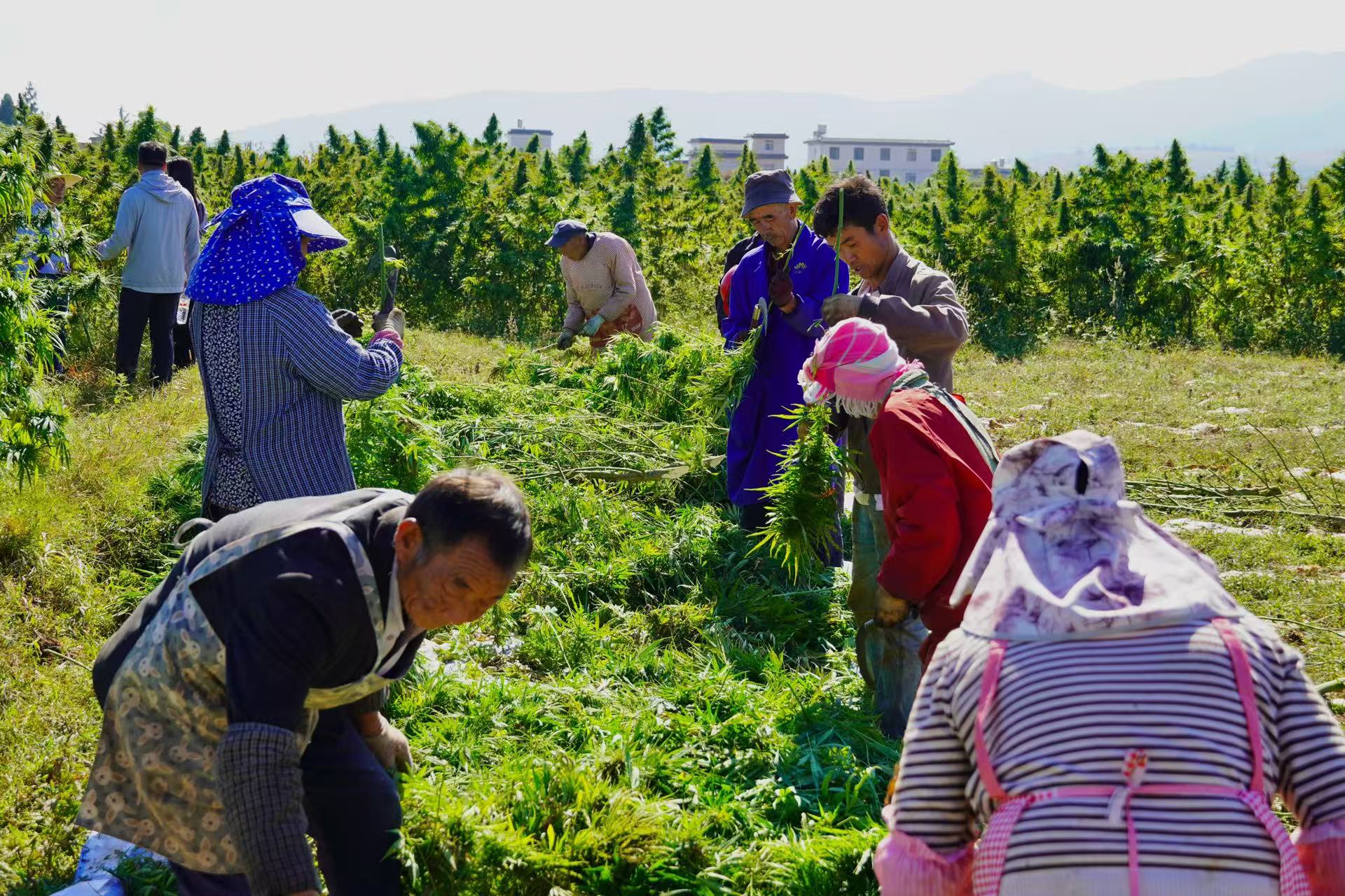 Dual Breakthroughs in Yield and Content! Successful Yield Measurement for "Hempmon No.4" in Multi-Thousand-Mu Demonstration Fields