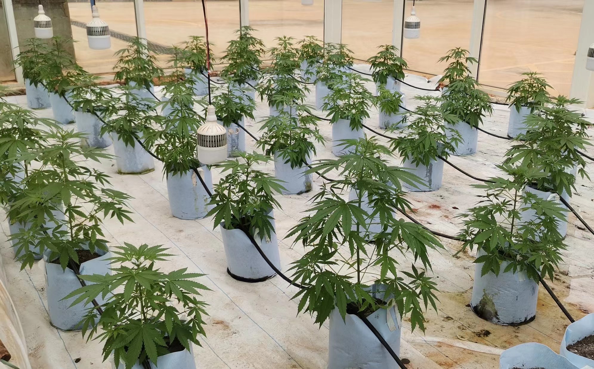 Thailand’s Cannabis Industry Unveiled: From Mellow to Wild