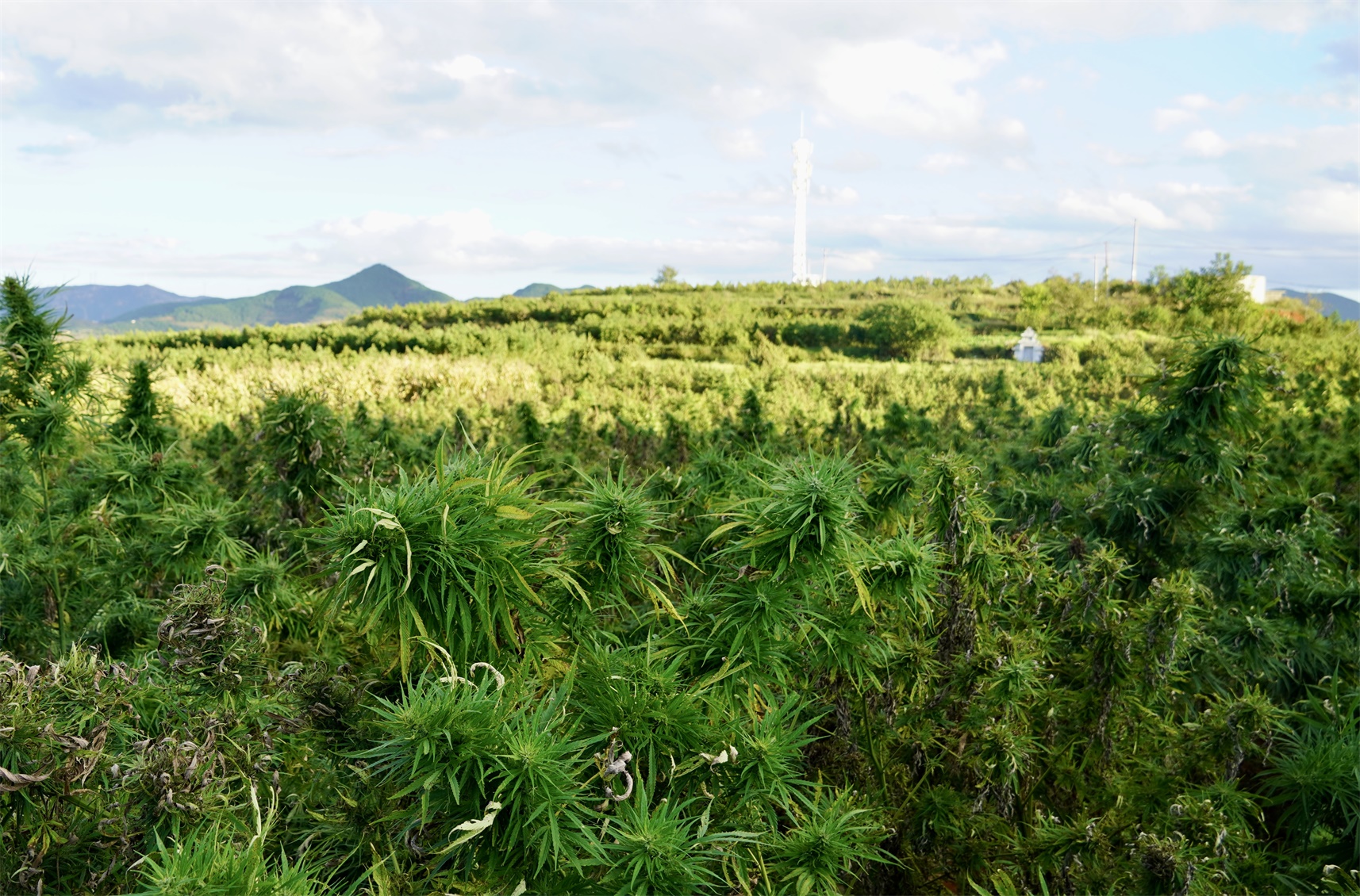 Why Japanese CBD Brands Are Quietly Replacing Their Suppliers in 2026