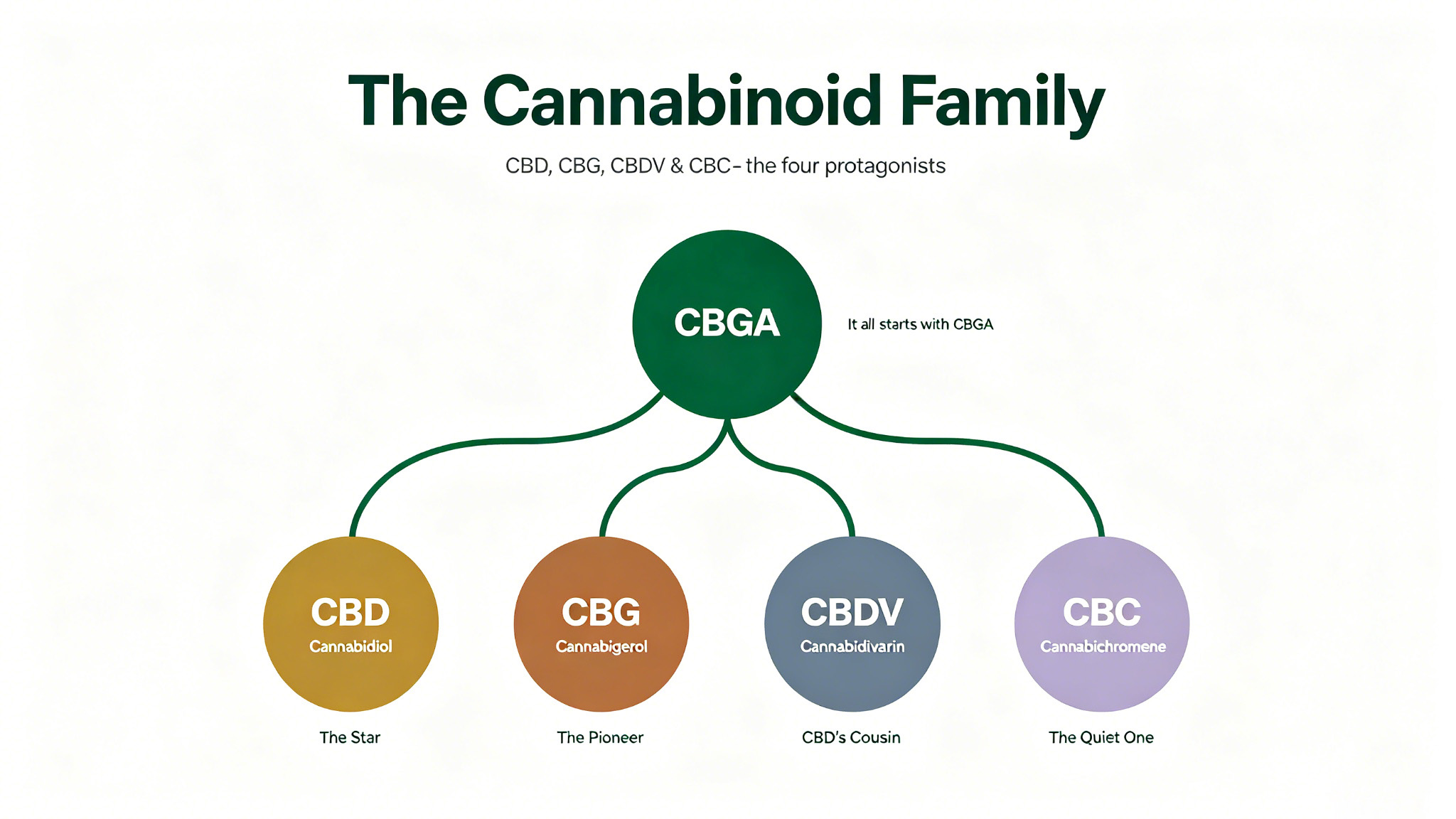 The Cannabinoid Family: CBD, CBG, CBDV & CBC — Meet the Four Protagonists of Industrial Hemp