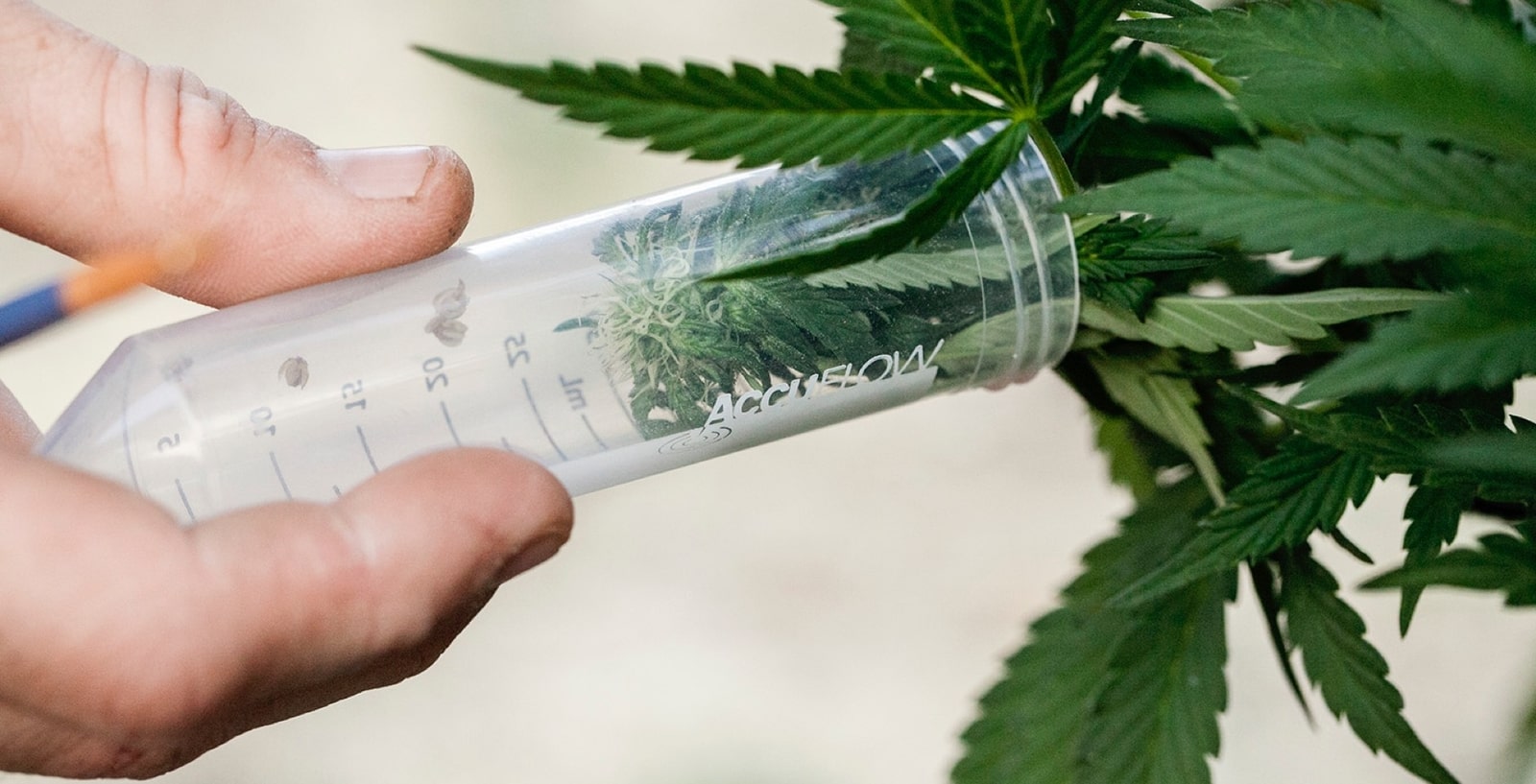 Quelles maladies le cannabis médical peut-il soigner ? Une nouvelle étude vous l’explique.