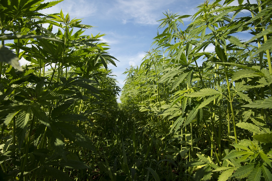 Utiliser des extraits de cannabis pour arrêter de boire ? Une étude prouve leur efficacité.