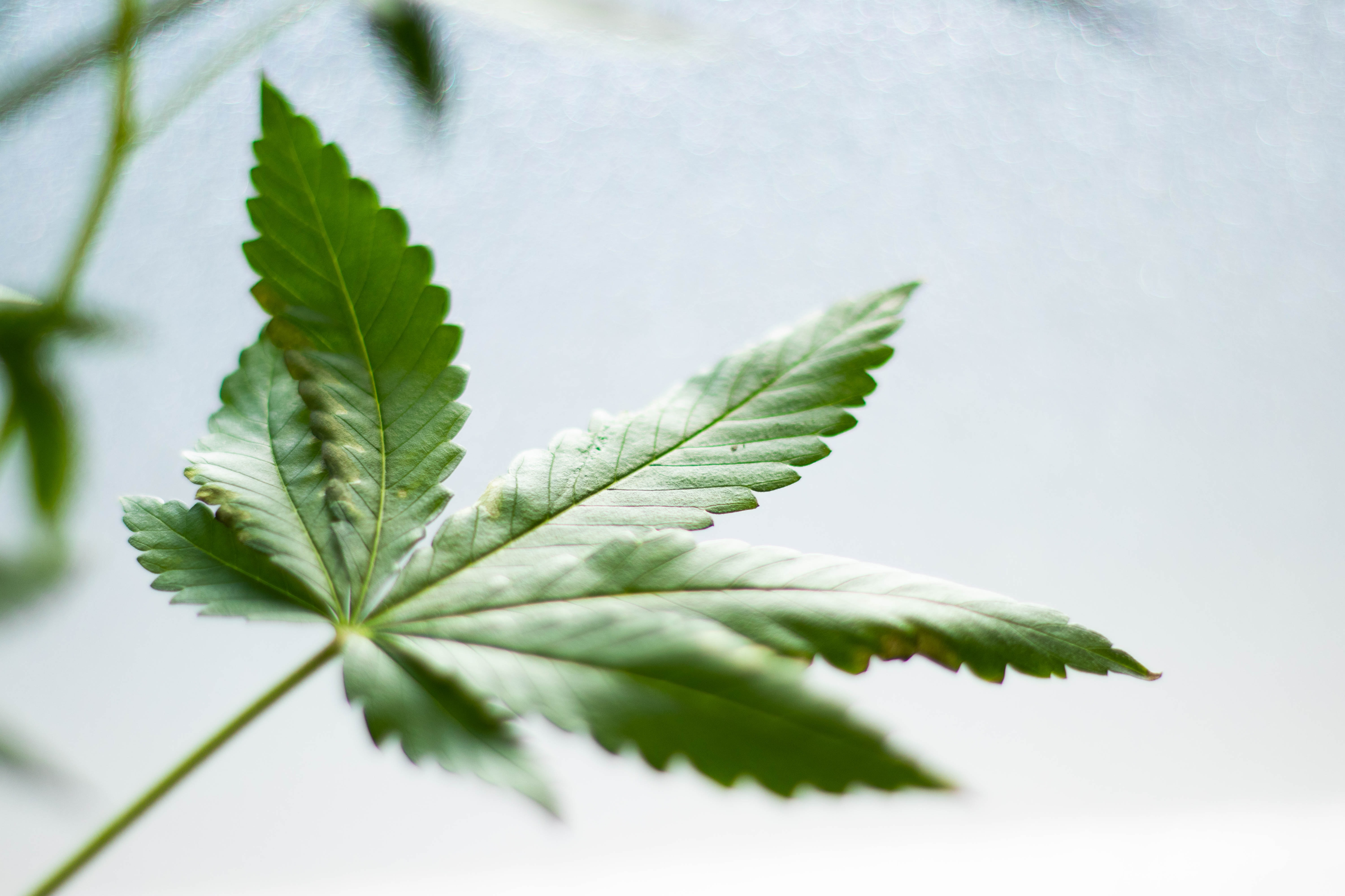 République tchèque : Les médecins généralistes pourront prescrire du cannabis thérapeutique à partir d'avril prochain.