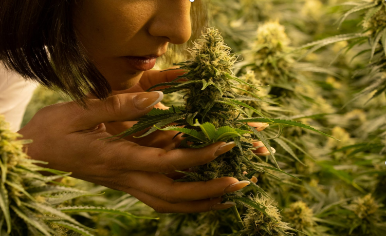 N'allez surtout pas croire que l'arôme du cannabis provient uniquement des terpènes, c'est bien plus complexe que cela !